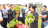 云天化股份高浓度复合肥<br/> 内蒙古示范种植观摩会