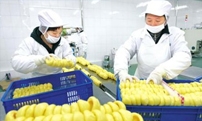 Текущая ситуация и направление переработки картофеля в Китае