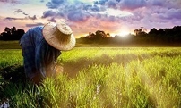 Си Цзиньпин: Девять персонажей определяют новых профессиональных фермеров