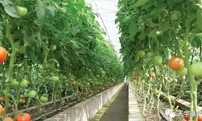 Still complaining about planting tomatoes cost, effort? You do not know about these planting techniques?