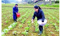 实用帖！教您几招省钱增收的施肥小妙招