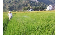 注意了！“立夏”后，田间管理的这些坑，一定不能踩！