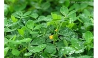 花生怎么合理施肥？