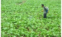 叶面施肥易犯六大错，不改正，不仅是肥效差，还有害！
