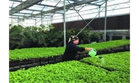 秋冬季节温室大棚浇水四大注意事项