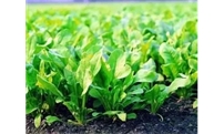 越冬菠菜施肥的注意事项