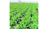 蔬菜的营养特性及其施肥要点