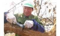 冬季给果树刮了皮，来年居然仍生病？那是你方法不对！