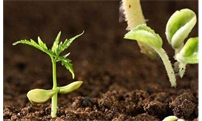 土壤中有益微生物菌群的重要组成