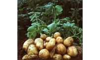 春季土豆高产有技巧