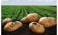 乌兰察布市人民政府关于实施马铃薯脱毒种薯补贴的通知