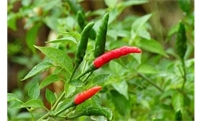 夏季辣椒如何管理？