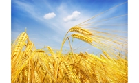 国家公布2020年小麦最低收购价格政策