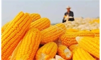 新玉米迎来“大好政策”，今年玉米价格能涨多高？