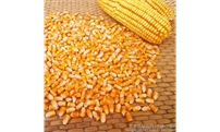 好消息！国家队开始收购玉米，价格稳了！