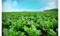 春季蔬菜怎么集约化育苗？这份农业部发布的2020生产技术意见请收好！