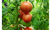 番茄叶霉病防治