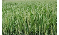 “九成熟，十成收，十成熟，一成丢”！小麦什么时候收获才能高产？