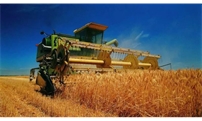 夏粮丰收已成定局 预计小麦亩产平均提高4公斤