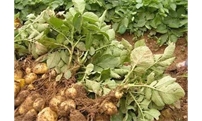 种植马铃薯该怎么科学施肥