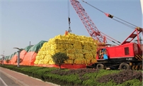2020年上半年中国肥料相关货物进出口量明细