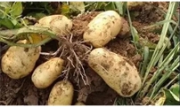 马铃薯的土传病及其防治措施