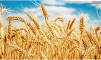 商务部：今年以来我国进口小麦428万吨 同比增长116.3%