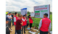 三位一体共建农企合作双赢模式——记坝上草原田间观摩会