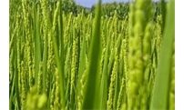 新修订《大量元素水溶肥料》农业行业标准