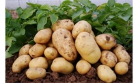 冬季种植马铃薯需要掌握哪些技巧呢？