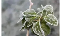 植物防冻剂真能防冻吗？用过的农民说出实话！终于明白了！