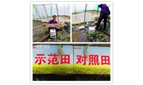 生物菌剂试验——黄瓜